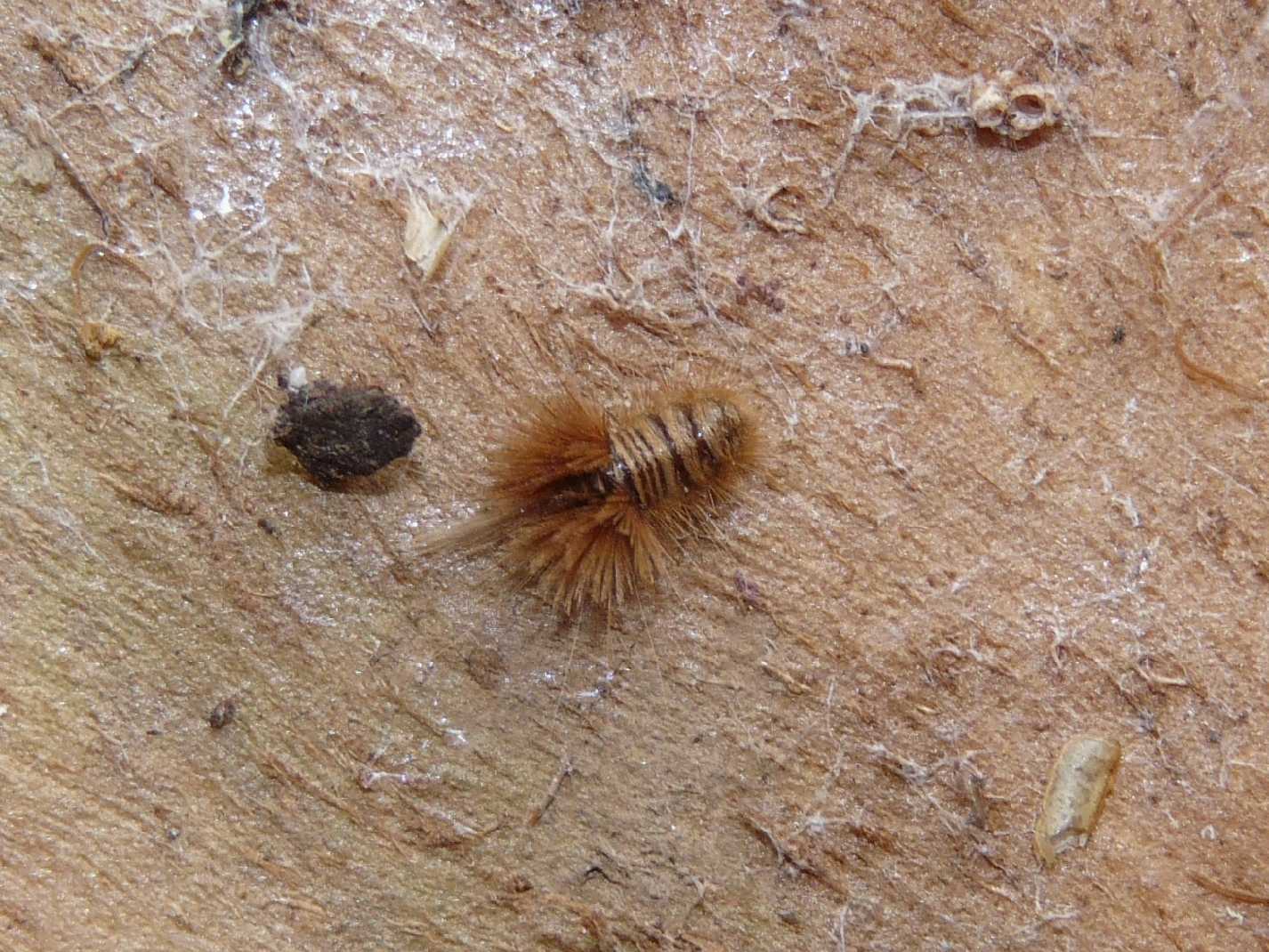 diplopode Polyxenus sp.